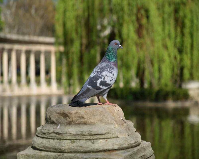 Can you Eat Pigeons? Is it even Legal? Is it Safe?