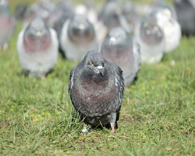 Can you Eat Pigeons? Is it even Legal? Is it Safe?