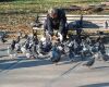 man feeding pigeons