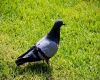 a pigeon on grass