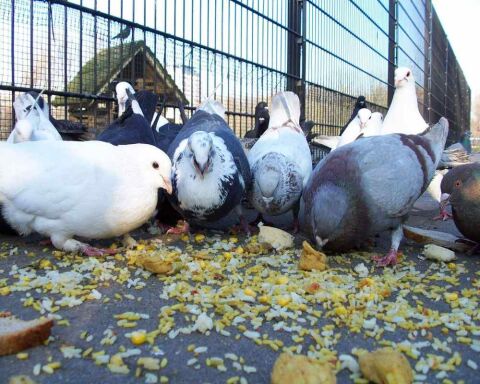 Can you Eat Pigeons? Is it even Legal? Is it Safe?