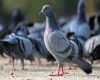 pigeons feeding