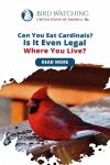 Can you Eat Cardinals? Is it even Legal Where You Live? Thumbnail