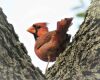 a cardinal songbird adult male