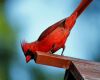 a cardinal in backyard