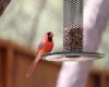 a cardinal on feeder