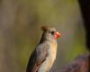 a female cardinal