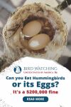 Can you Eat Hummingbirds or its Eggs? It's A $200,000 Fine Thumbnail