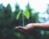 a green plant