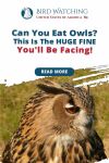 Can You Eat Owls? This Is The Huge Fine You'll Be Facing! Thumbnail