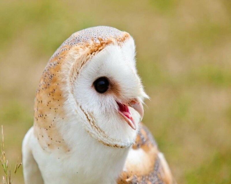 Can You Eat Owls? This Is The Huge Fine You'll Be Facing!