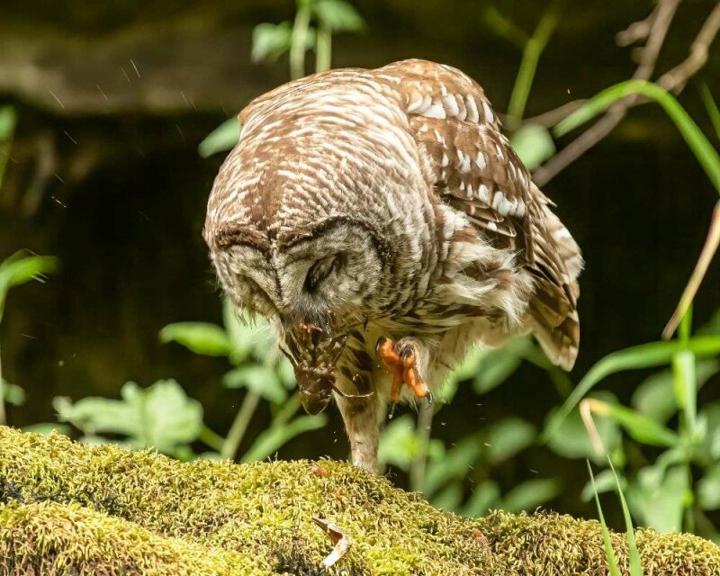 Can You Eat Owls? This Is The Huge Fine You'll Be Facing!