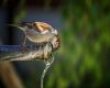 male sparrow drinking water out of a pipe