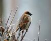 a male sparrow is sitting on a bunch of twigs