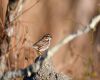 sparrow sitting on a boulder