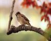 sparrow sitting on a branch