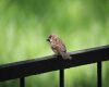 sparrow sitting on a handrail