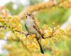 sparrow sitting on a tree