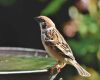 sparrow is perched on a birdbath