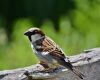 sparrow sitting on the ground