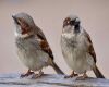 two male sparrows sitting on the ground