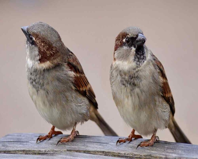 Can You Eat Sparrows? Is it Even Legal?