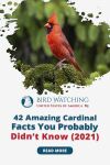 42 Amazing Cardinal Facts You Probably Didn't Know! Thumbnail