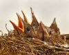 baby cardinals