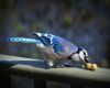 a blue jay