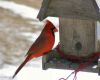 a cardinal at feeder