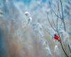 a cardinal in snow