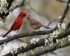 a cardinal kissing