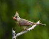 cardinal molting