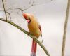 a female cardinal