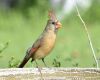 female cardinal perched