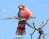 pyrrhuloxia bird