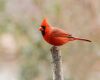 a red bird northern cardinal