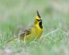 a yellow cardinal