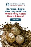 Cardinal Eggs: What They Look Like, When They Hatch, & More! Thumbnail
