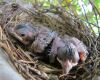 baby cardinals in nest