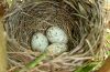 cardinal eggs