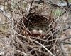 a cardinal nest