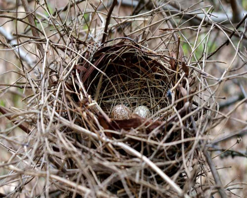 Cardinal Eggs What They Look Like, When They Hatch, & More!