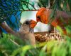 male and female cardinal