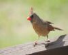 female cardinal