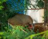 female cardinal with baby