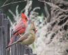 male female cardinal