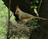 young cardinal