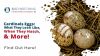 Cardinal Eggs: What They Look Like, When They Hatch, & More! Thumbnail