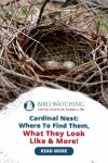 Cardinal Nest: Where to Find Them, What They Look Like, & More! Thumbnail